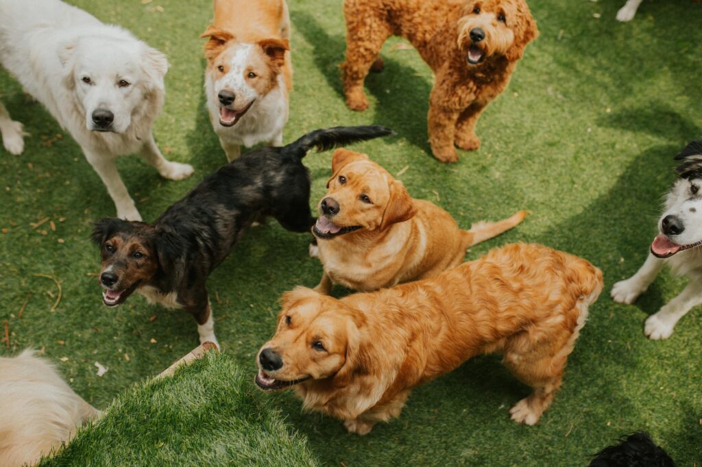 many different types of dogs on a grass fields